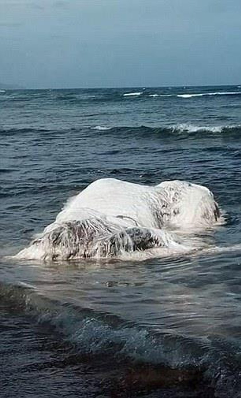 Ogromna, włochata bestia pojawiła się na jednej z filipińskich plaż