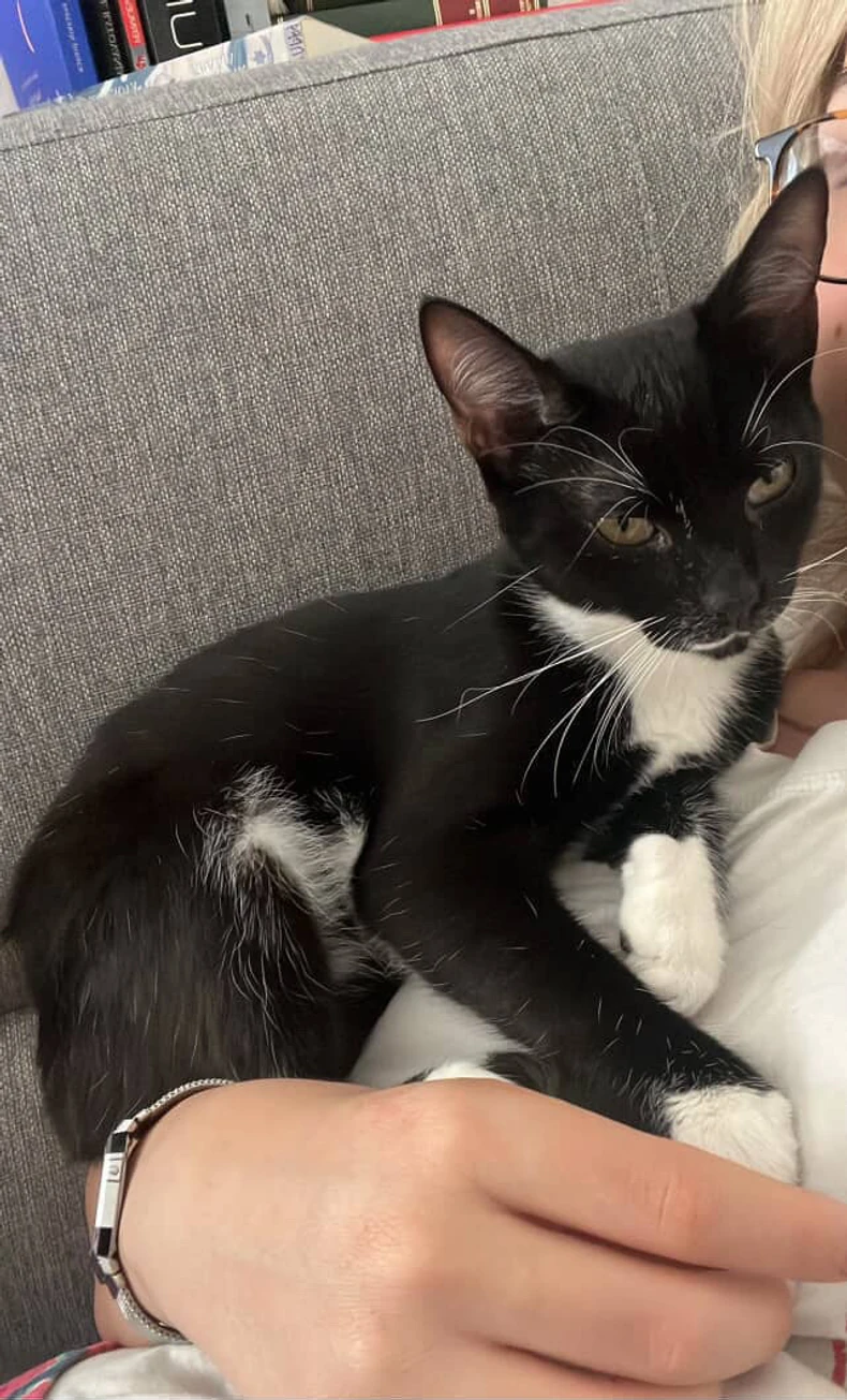 Kastriran je i čipovan, a pronalazaču sleduje nagrada