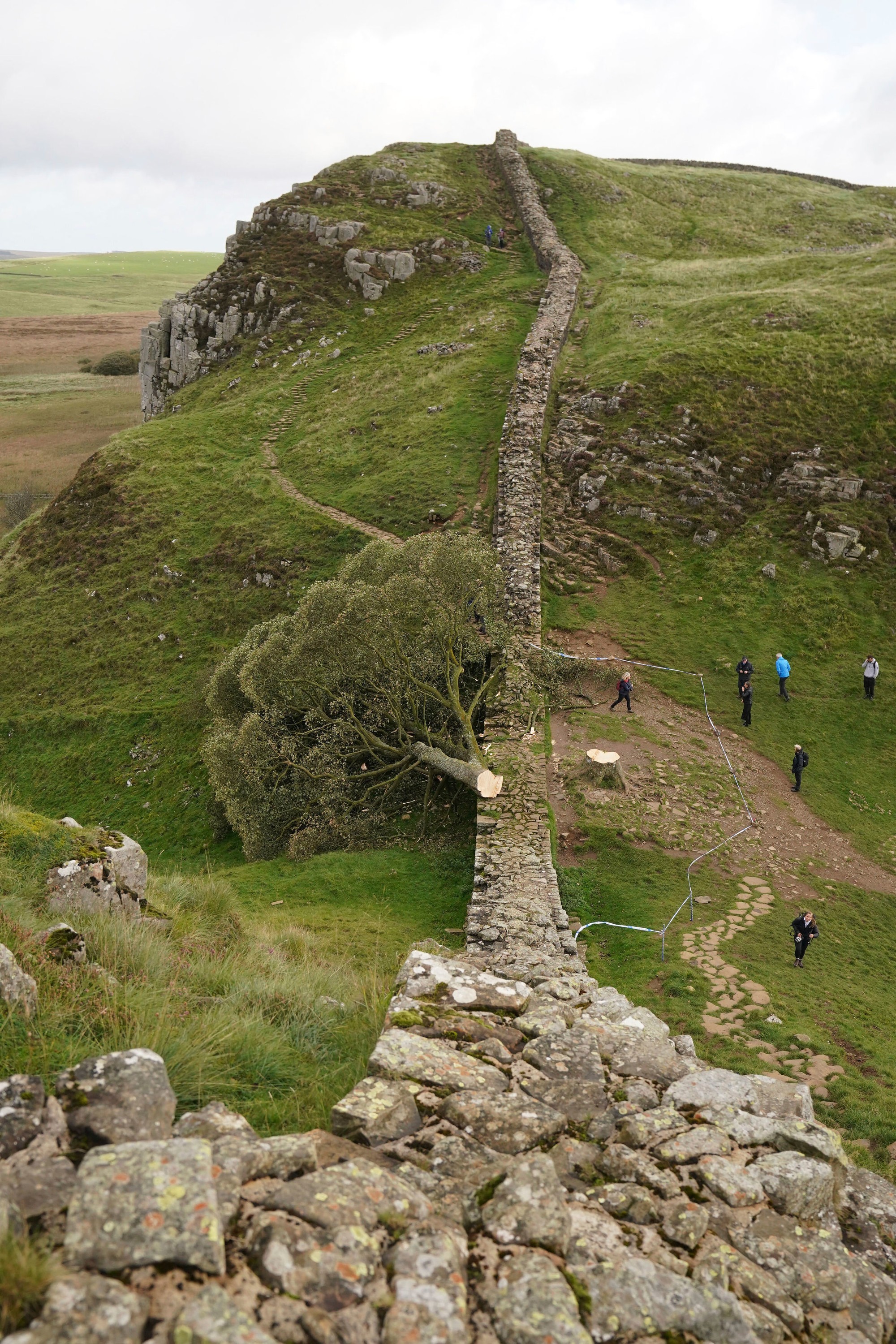 Vypílený legendárny javor horský, ktorý asi 200 rokov rástol na mieste zvanom Sycamore Gap (Javorové sedlo) v blízkosti Hadriánovho valu na severe Anglicka. 
