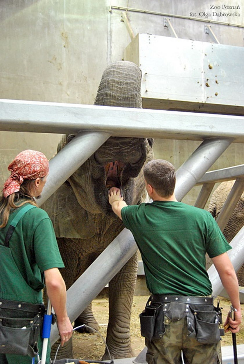 Słonie trenują w zoo