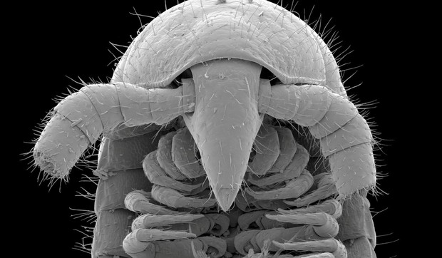 stonoga Eumillipes Persephone