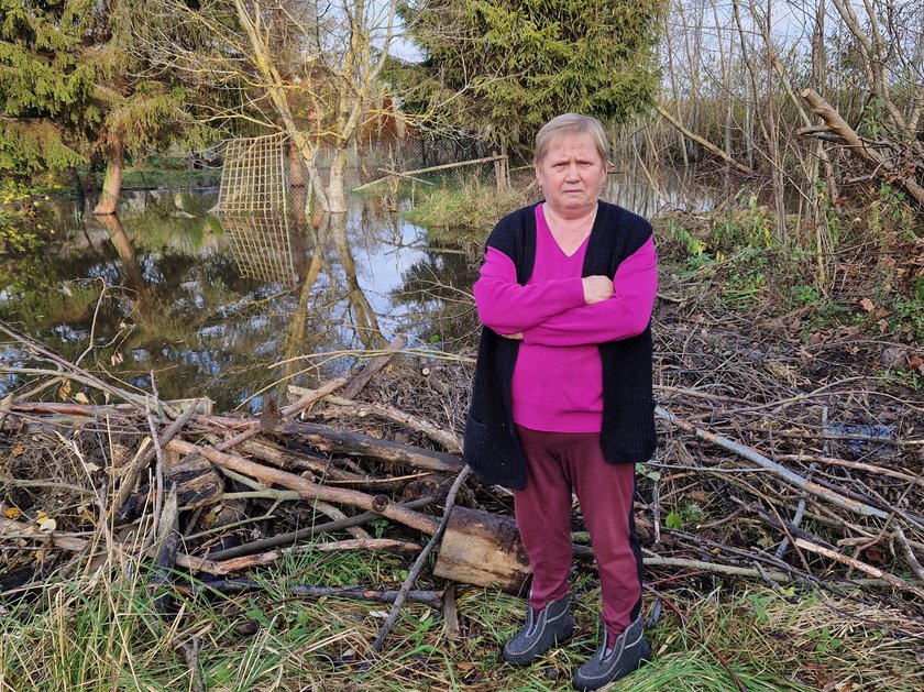 Był ogród z warzywami i kwiatami. Teraz tu można najwyżej ryby wpuścić - mówi pani Anna, walcząca z... bobrami!