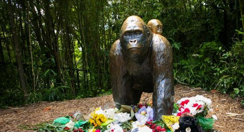 Criminal charges possible in killing of Cincinnati gorilla