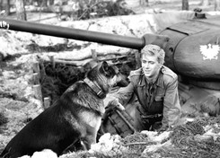 Szarik naprawdę służył w niemieckiej armii? 'Czterej pancerni' a rzeczywistość