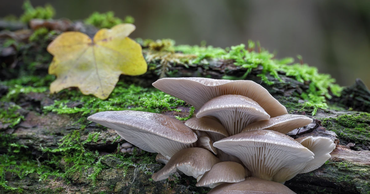 Nazywane są "leśnym mięsem". Grzyby idealne dla tych, którzy chcą schudnąć