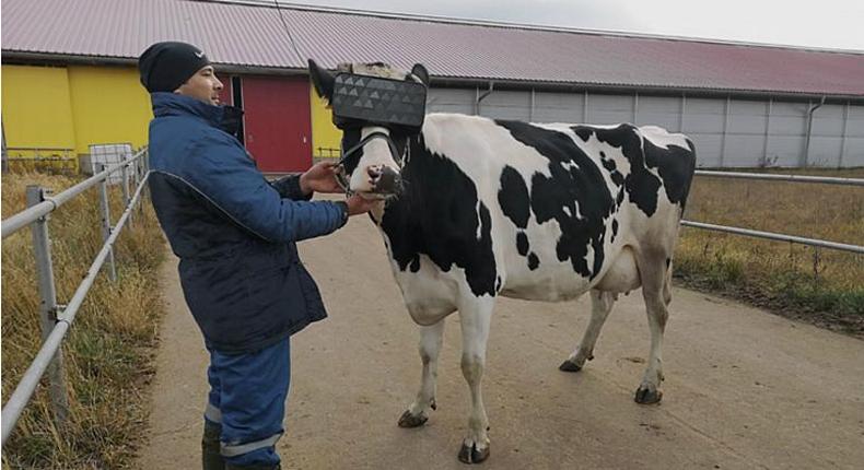 A prototype VR headset was tested on cows at a farm in Moscow