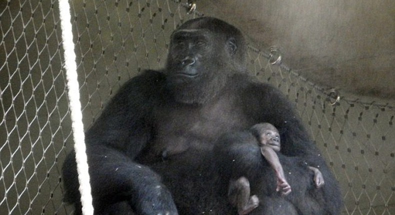 Heartbreaking: Shira the gorilla, living at Frankfurt Zoo, tragically lost her week-old baby 