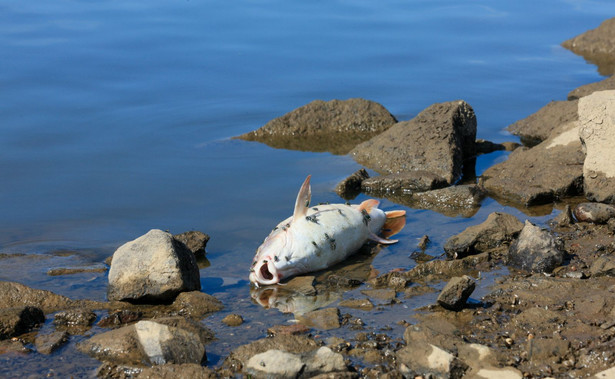 Śnięta ryba w Odrze w okolicy wsi Cigacice