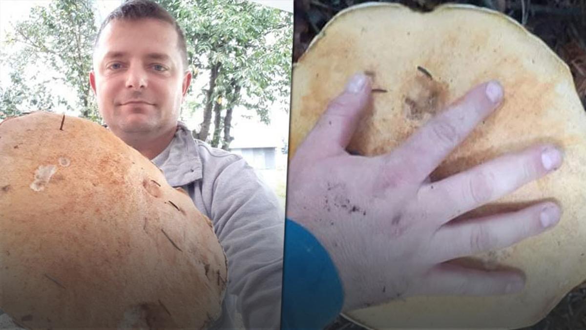 Miłośnik grzybów zebrał prawdziwe "grzyby giganty"