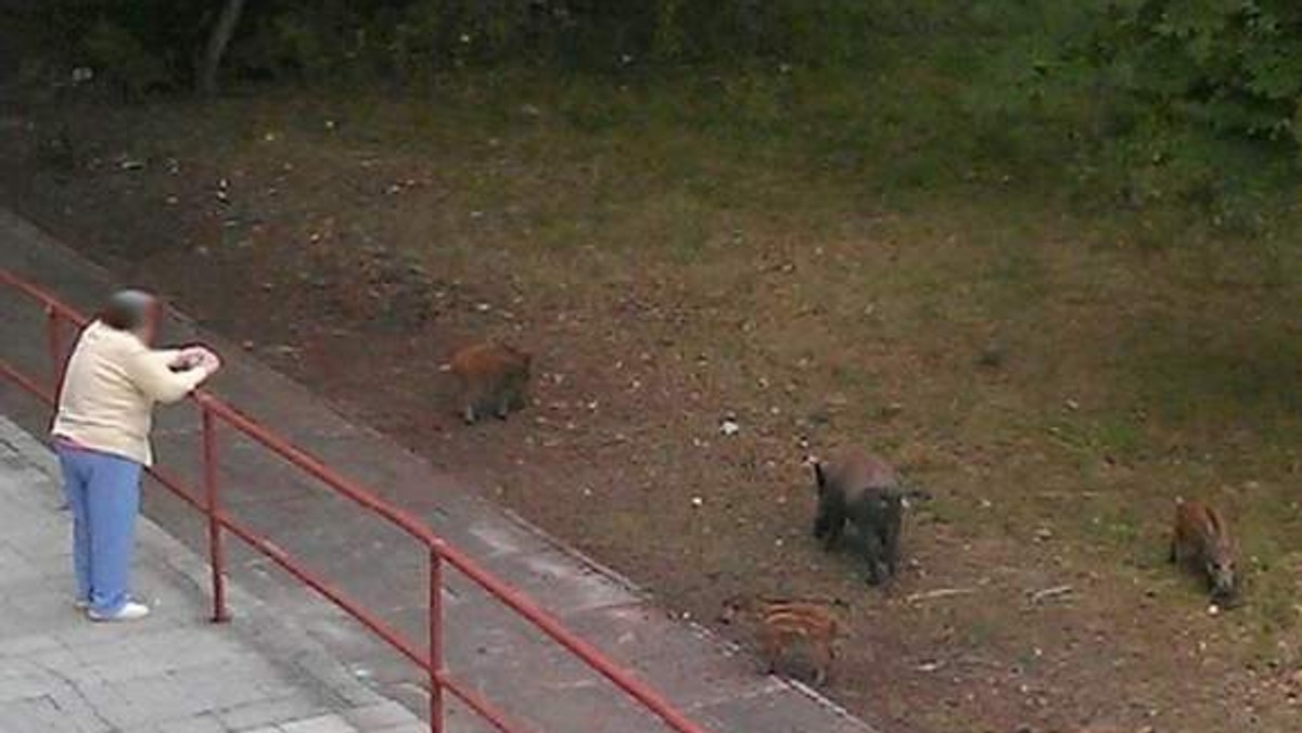 Watahy dzików wciąż zapuszczają się do centrum miasta. Przypomnijmy, problem pojawił wiosną tego roku. Wtedy kilka dorosłych osobników i kilkanaście młodych wzbudziło niepokój mieszkańców Drzewic, okolic szpitala i dyrekcji Szkoły Podstawowej nr 2 - informuje "Gazeta Lubuska".