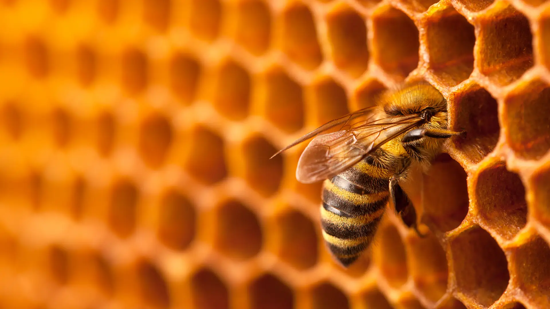 Mamy naturalny sposób na odporność! Pyszne i zdrowe miody z Pasieki Rodziny Sadowskich