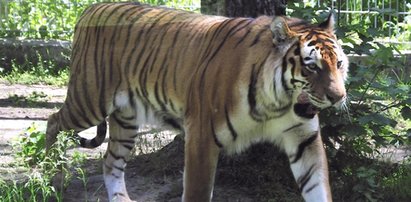 Dramat w zoo. Tygrys zaatakował opiekunkę