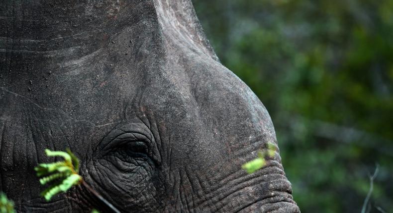 There are an estimated 7,500 elephants in the wild in Sri Lanka