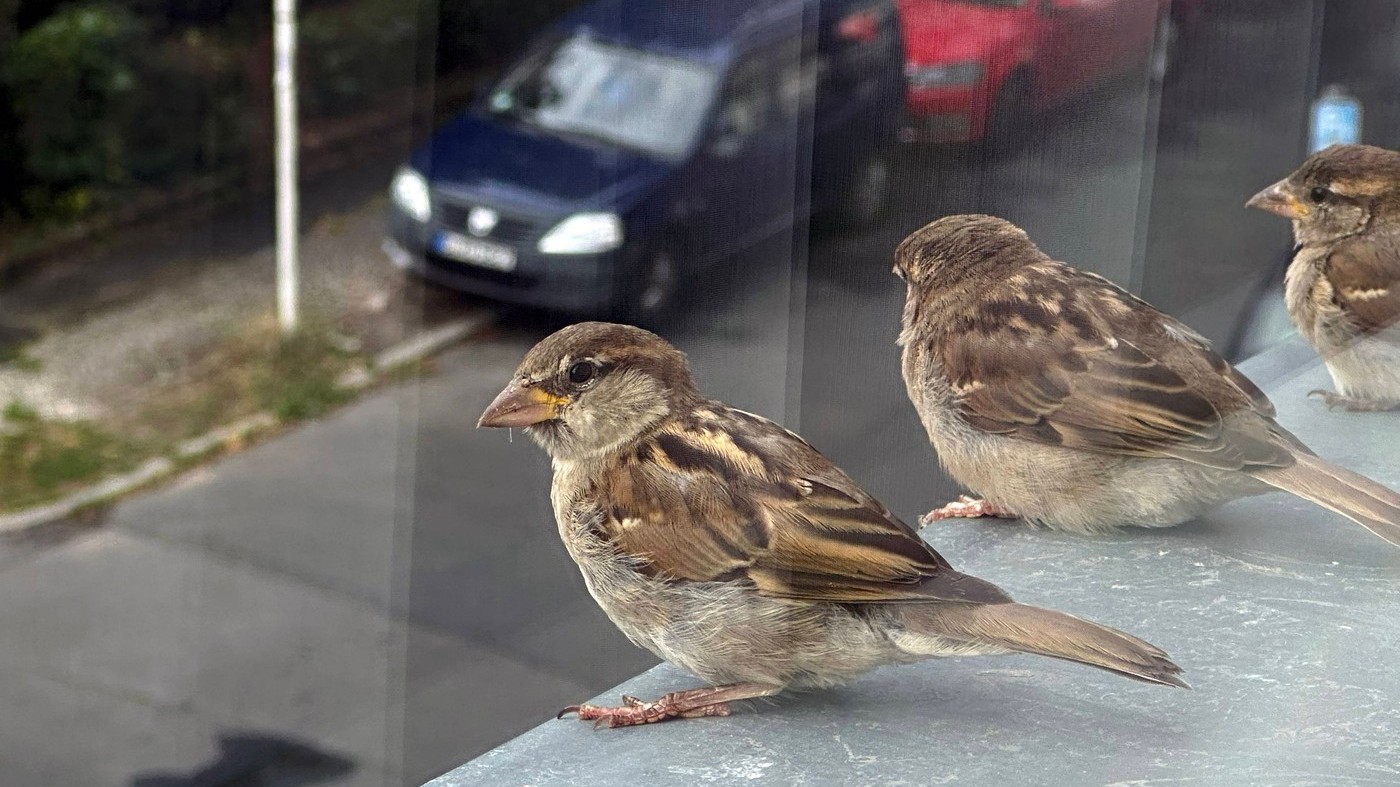 Ce înseamnă când o pasăre se așază la geam sau pe balcon: mesajele pe care le aduce în casă