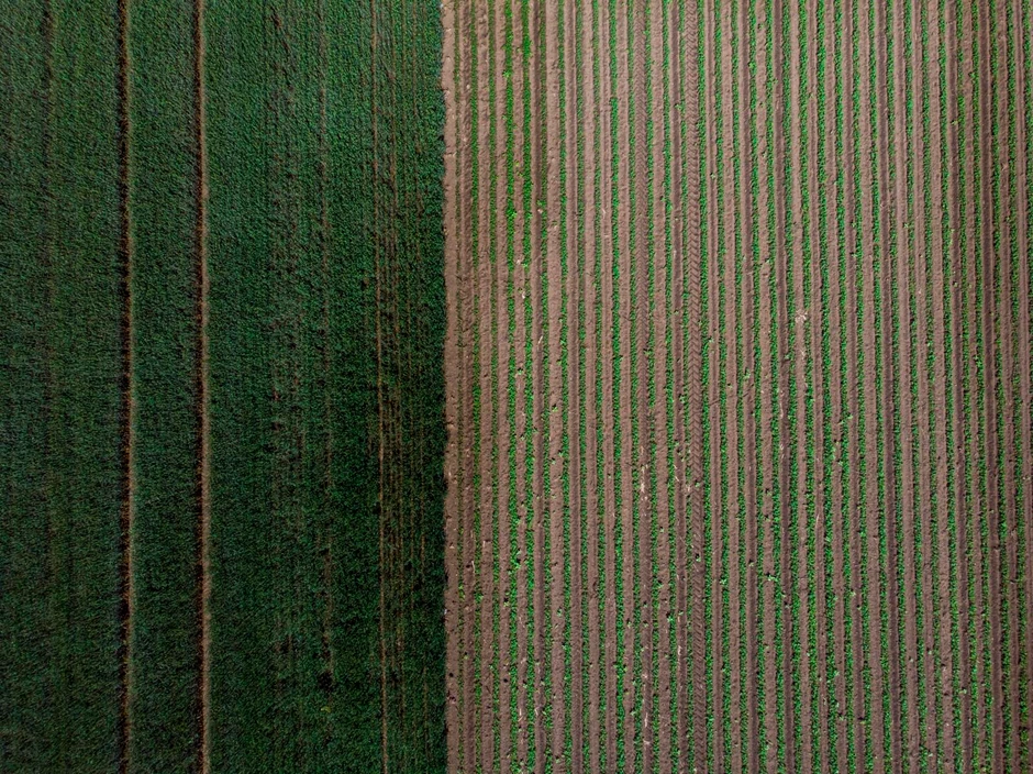 Novi Sad886 njive salasi vojvodina foto Nenad Mihajlovic