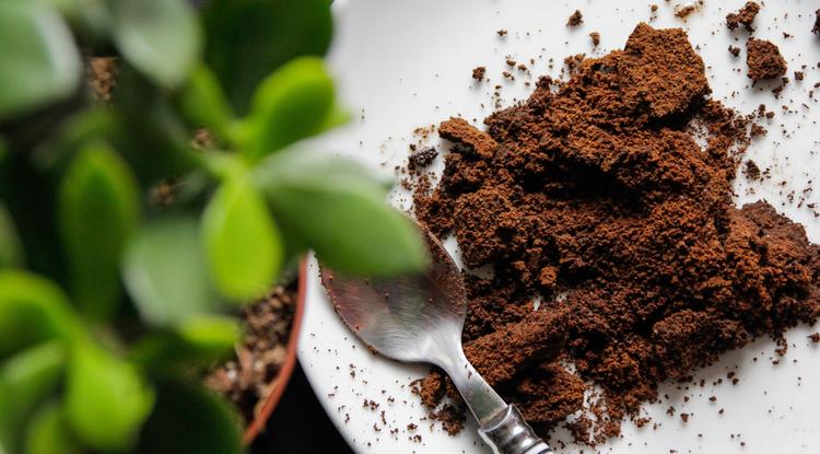 Ezt teszi a kávézacc a növényekkel Fotó: Getty Images