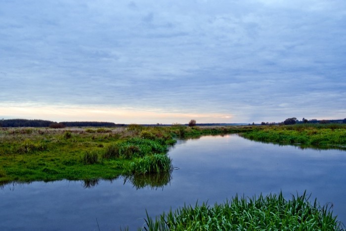 Narew