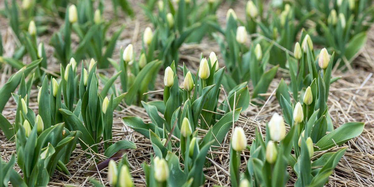 Tulipany to jeden z symboli wiosny. Lidl Polska rozdaje ich bukiety.