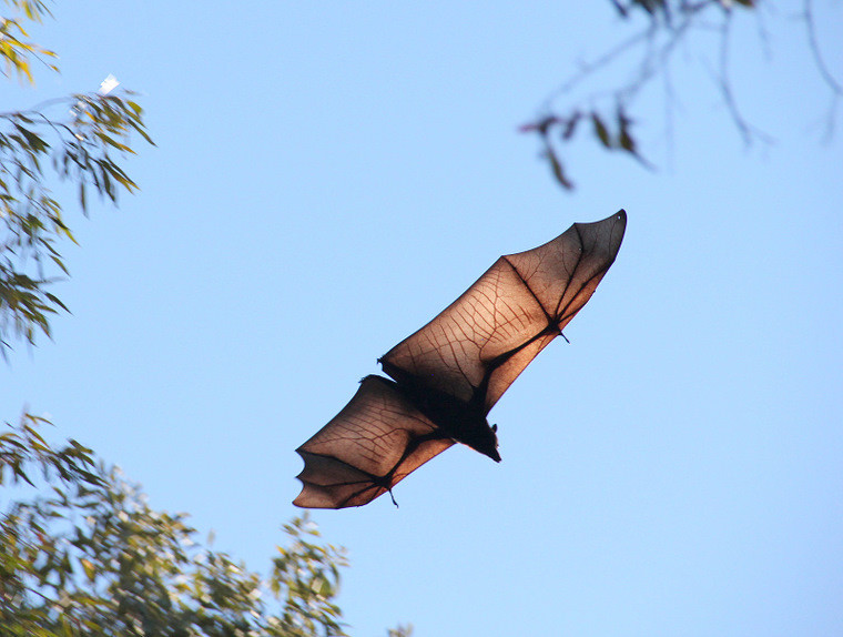 Australijska fauna