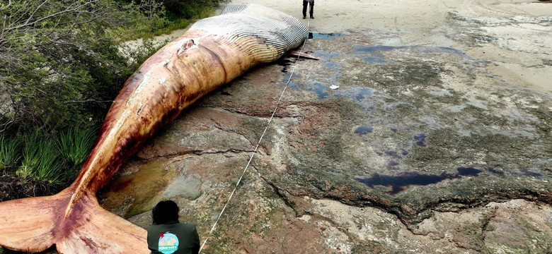 Zdumiewające odkrycie w Urugwaju. To pierwszy taki przypadek od 100 lat