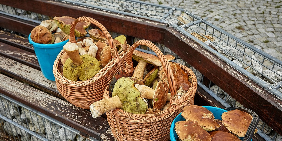 Grzybów nie przechowujemy w plastikowych wiaderkach. Wyłącznie w przewiewnych koszykach i łubiankach.