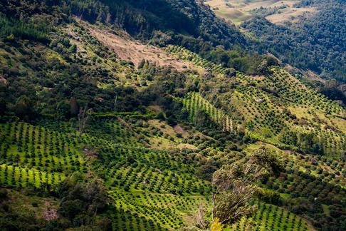 Plantacje awokado na zboczach niedaleko miasta Sonsón w departamencie Antioquia w Kolumbii