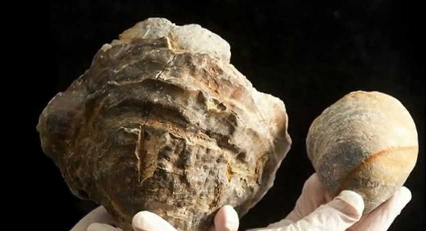 Pronađena školjka je mnogo veća od normalne