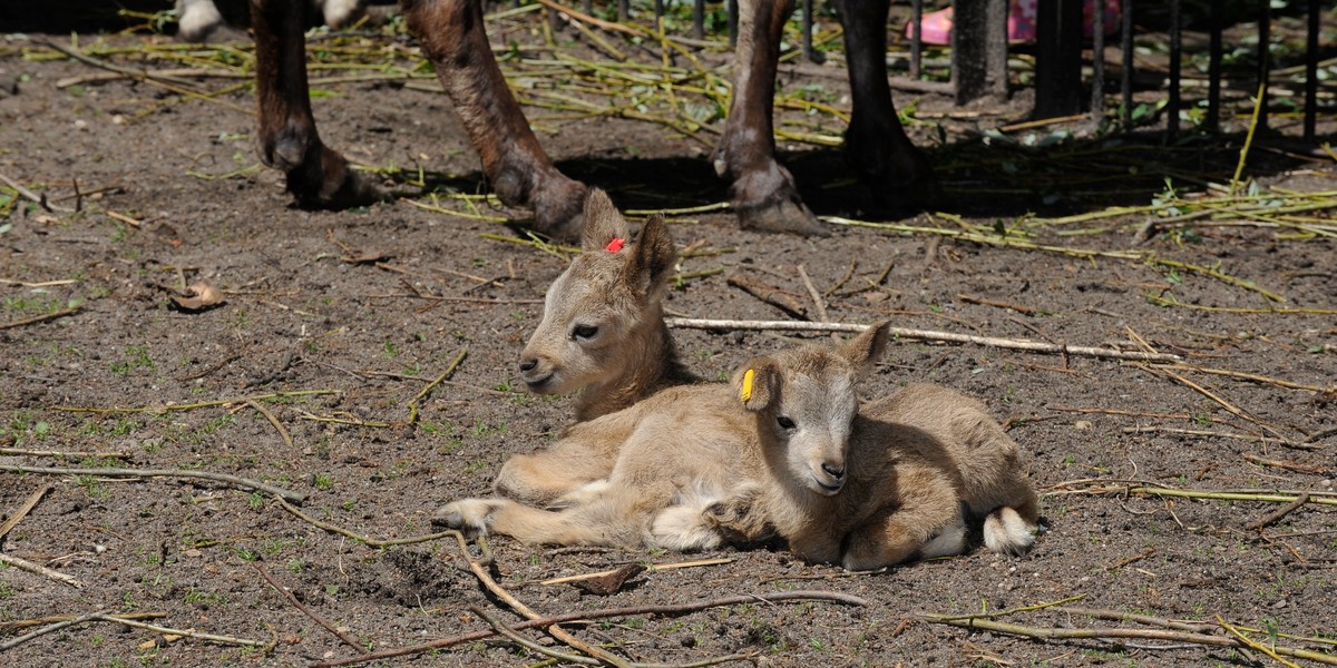 Zoo we Wrocławiu