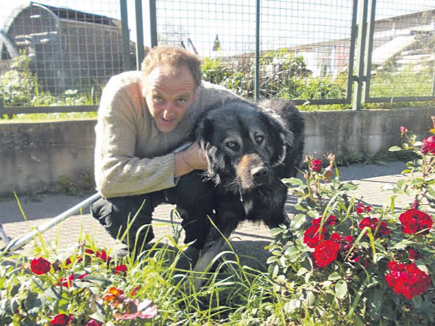 Ako ne bude udomljen, biće uspavan: Šarplaninac sa radnikom azila za životinje