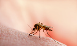 Komary - ugryzienia, choroby, alergia, sposoby na komary. Co trzeba wiedzieć o komarach w Polsce? WYJAŚNIAMY