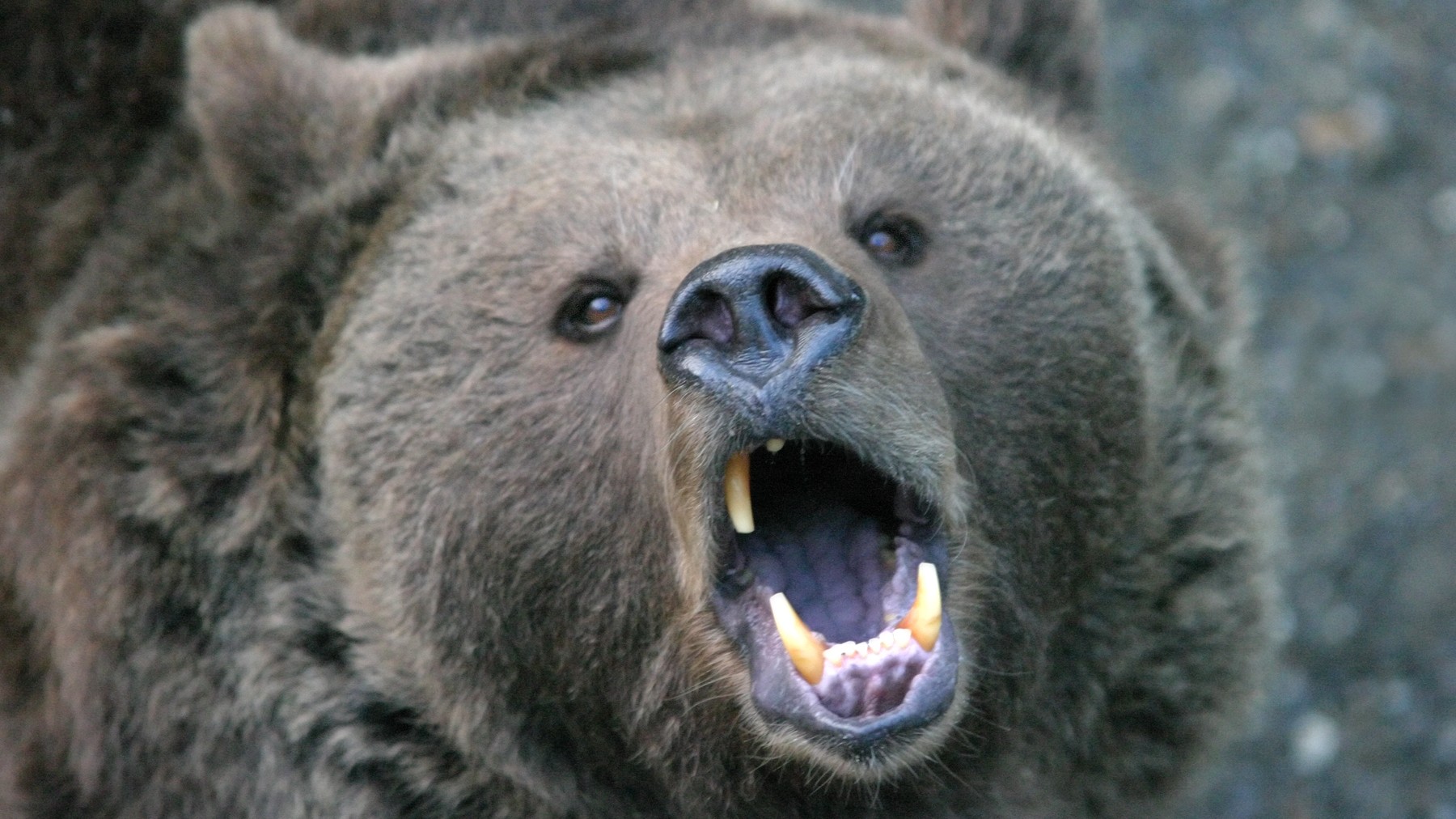 Dvaja americkí vojaci utrpeli zranenia po strete s hnedým medveďom na Aljaške. (ilustračné foto)