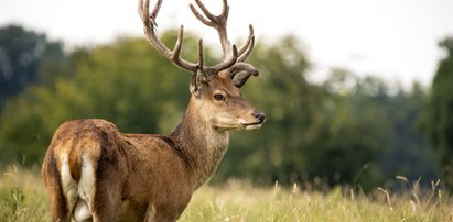 Smutny los jelenia: Zaufał ludziom, a ci go zastrzelili...