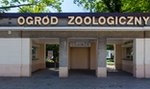 Kierownik Starego Zoo w Poznaniu pił wódkę w pracy