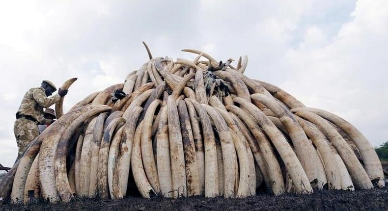 A Kenya Wildlife Service (KWS) ranger stacks elephant tusks, part of an estimated 105 tonnes of confiscated ivory to be set ablaze, on a pyre at Nairobi National Park near Nairobi, Kenya, April 20, 2016. 