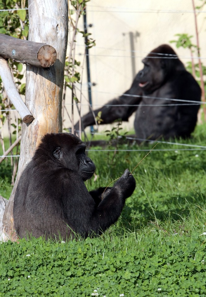 WARSZAWA ZOO GORYLE