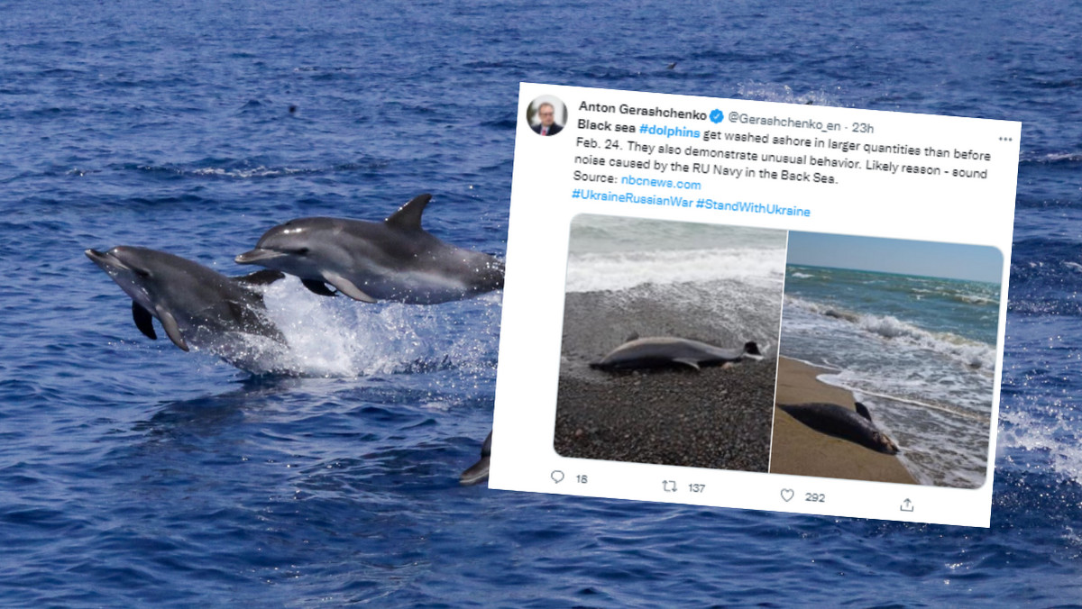 Wskutek działań wojennych na Morzu Czarnym padło kilkaset delfinów