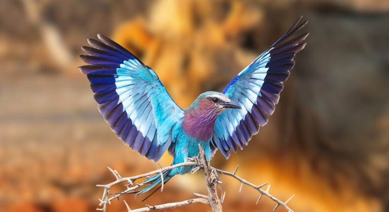 A photo of a Lilac-breasted Roller. In the background is a lion.