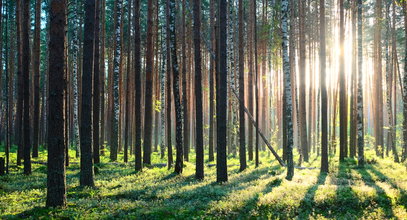 Niebezpieczna sytuacja w polskich lasach. Wracają zakazy wstępu, w tych rejonach wydano alert RCB