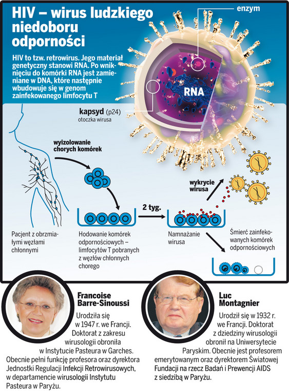 Tak funkcjonuje wirus HIV