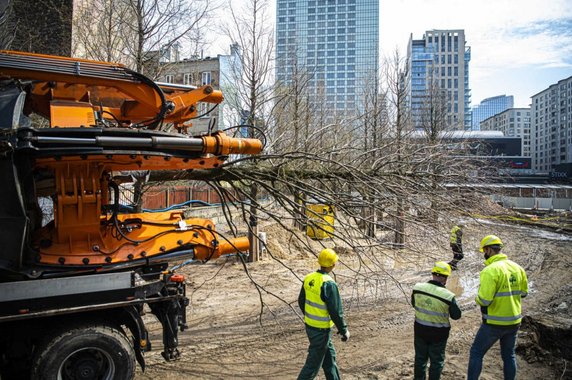 Warszawa: przesadzą, zamiast wycinać. 42 duże drzewa trafią do parku