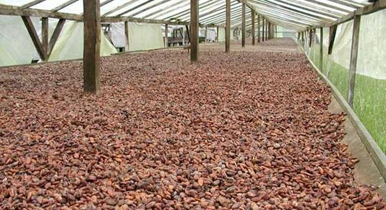 ___4328894___https:______static.pulse.com.gh___webservice___escenic___binary___4328894___2015___11___5___11___Cocoa_Beans_Sun_Dried_From_Ghana