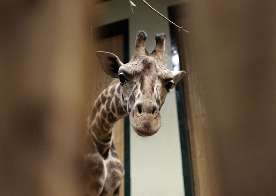 GDAŃSK ZOO ŻYRAFY