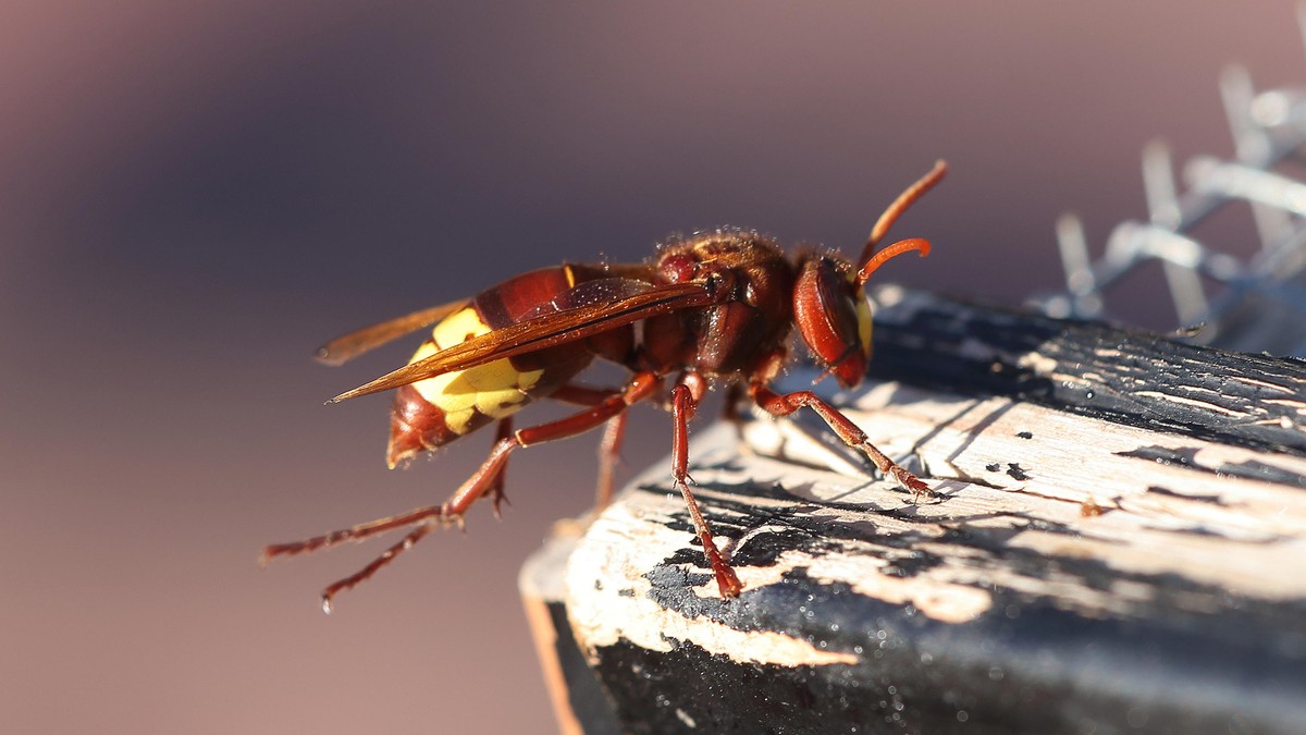 DŽINOVSKI STRŠLJENI UBOLI OCA (47) I SINA (15)! UMRLI U NAJGORIM BOLOVIMA Na telu imali više od 100 uboda