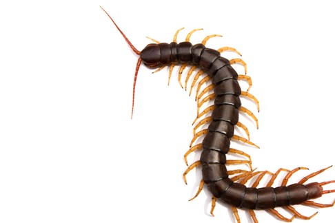 Giant centipede Scolopendra subspinipes isolated on white background.