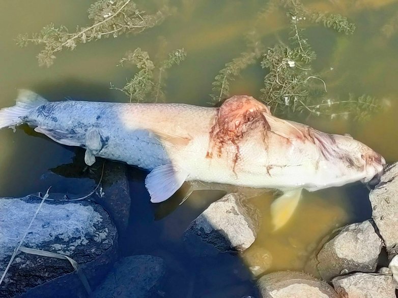 Śnięte ryby nad Odrą. Sytuacja w Słubicach