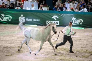 Szesnaście koni za 1,27 mln euro. Oto wyniki aukcji w Janowie Podlaskim