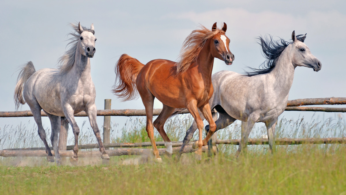 Holandia: piorun zabił siedem koni