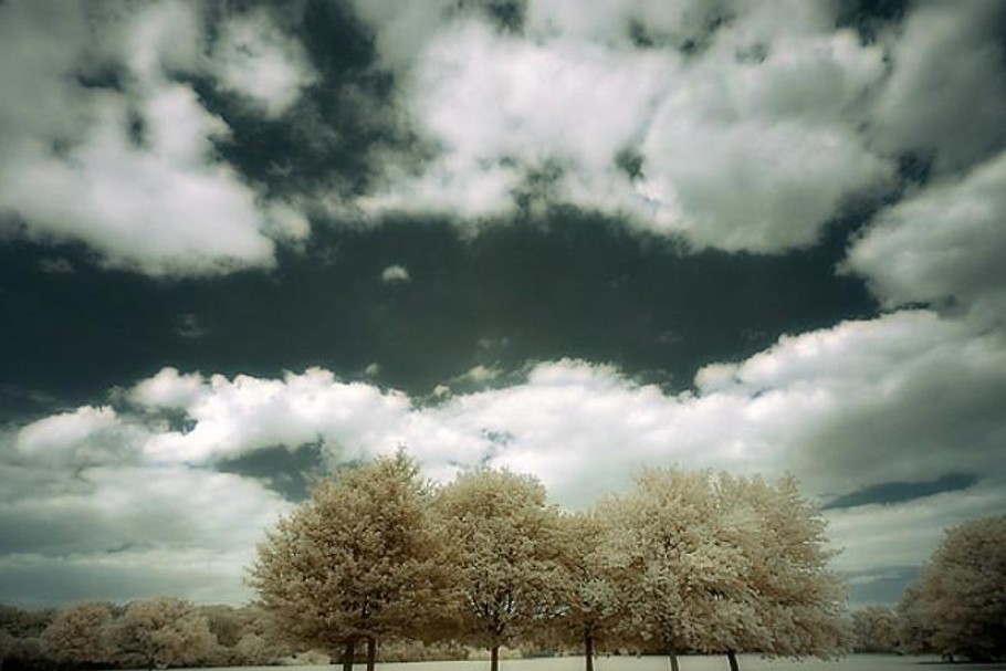 Six_trees_-_Infrared