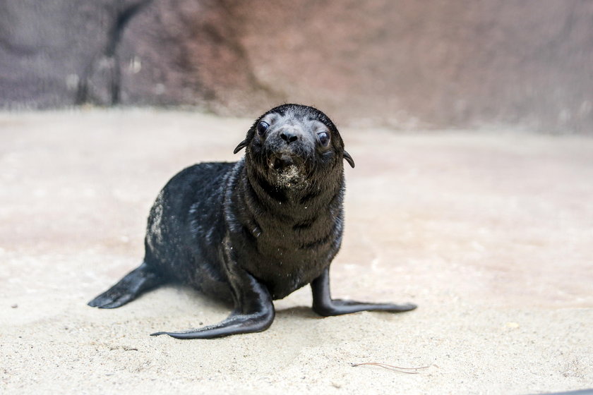 Kotiki urodziły się w zoo