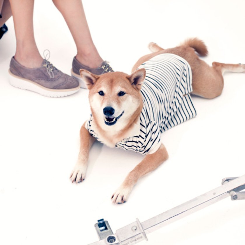 Menswear Dog